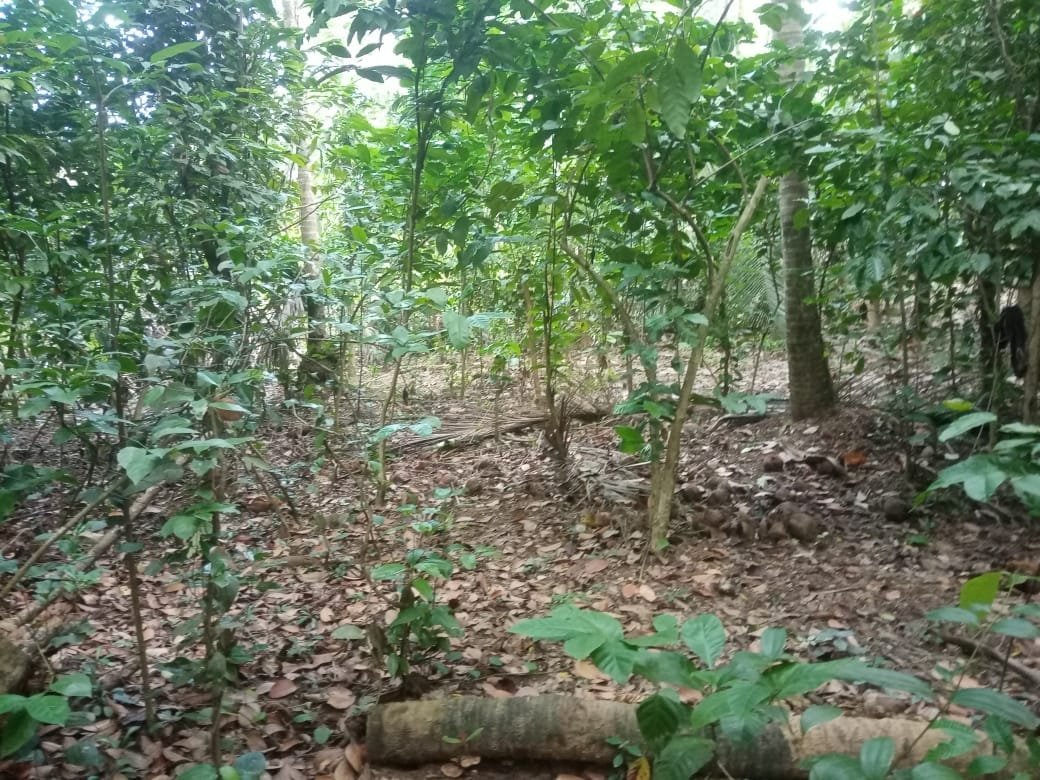 Land for Sale in Dickwella photo 7