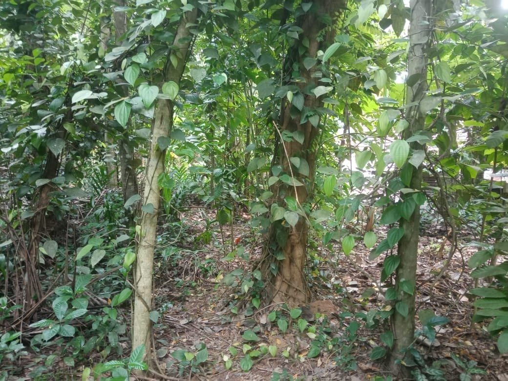 Land for Sale in Dickwella photo 9