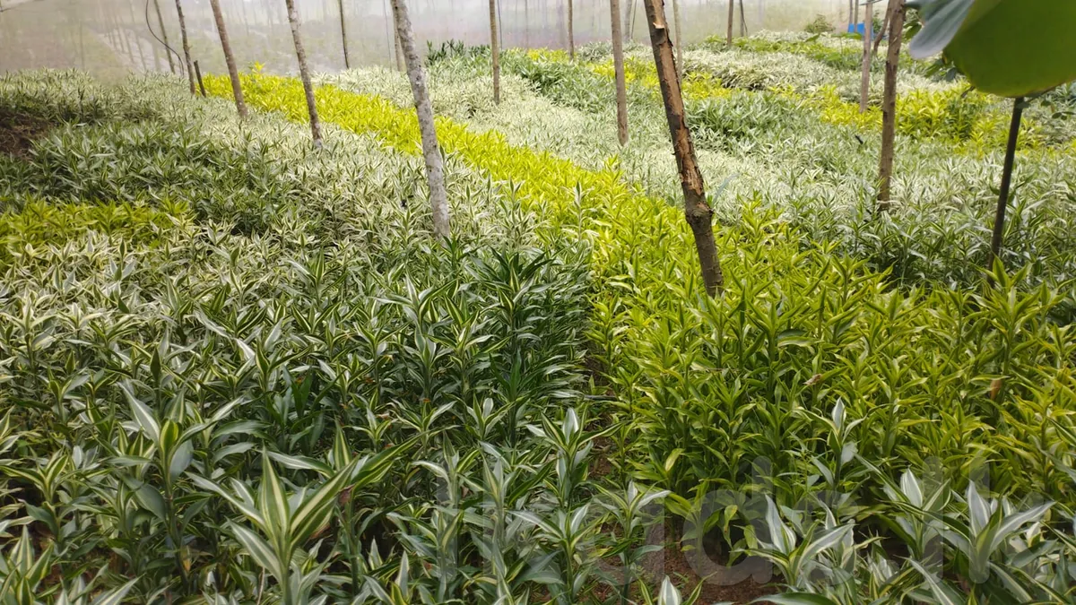 15 ACRE AGRICULTURAL LAND FOR SALE IN MOLAGODA, KEGALLE