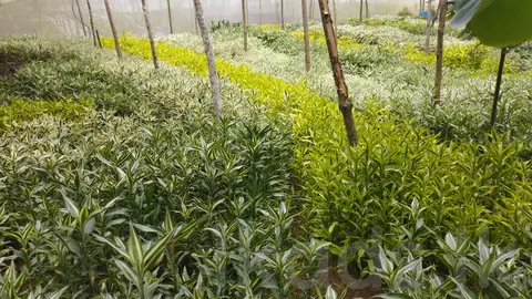 15 ACRE AGRICULTURAL LAND FOR SALE IN MOLAGODA, KEGALLE