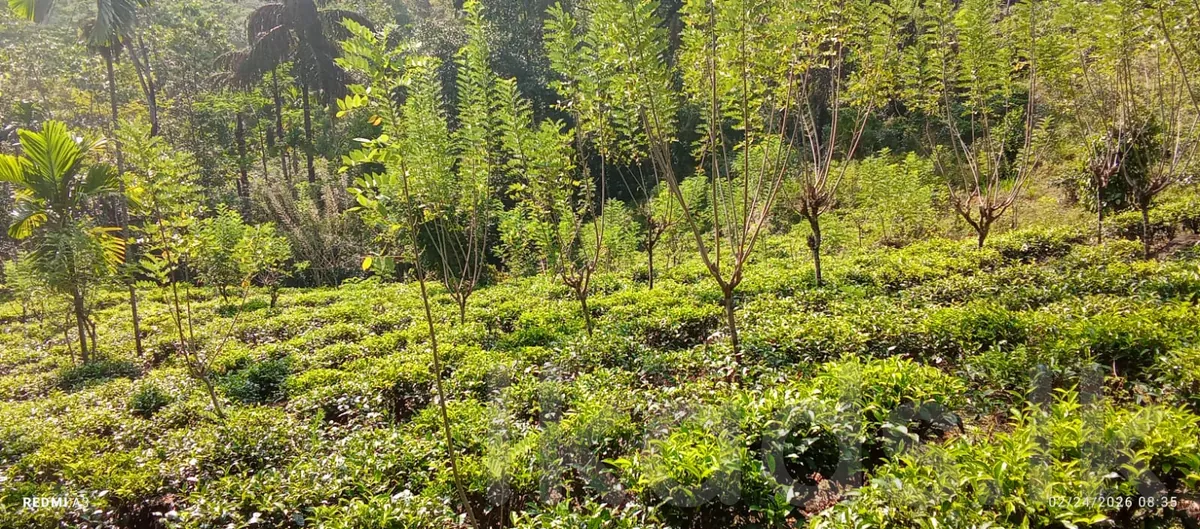 Land for Sale in Duruniyayala