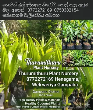 Healthy Coconut Plants-  Thurumithuru Plant Nursery – Gampaha, Henegama