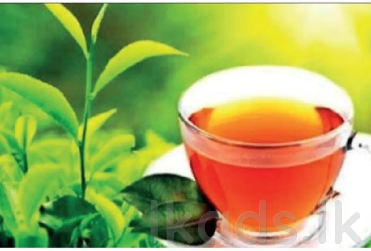 සදේෂා තේ