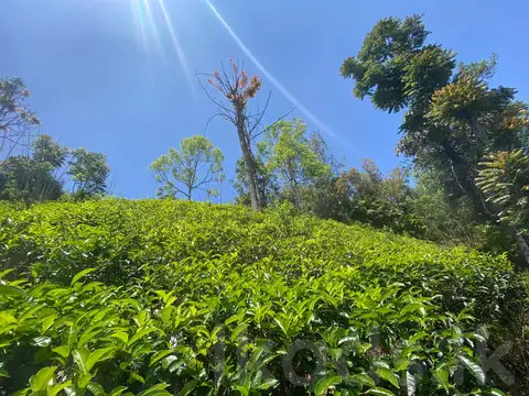 Tea Land for Sale in Bandarawela – Etampitiya Road