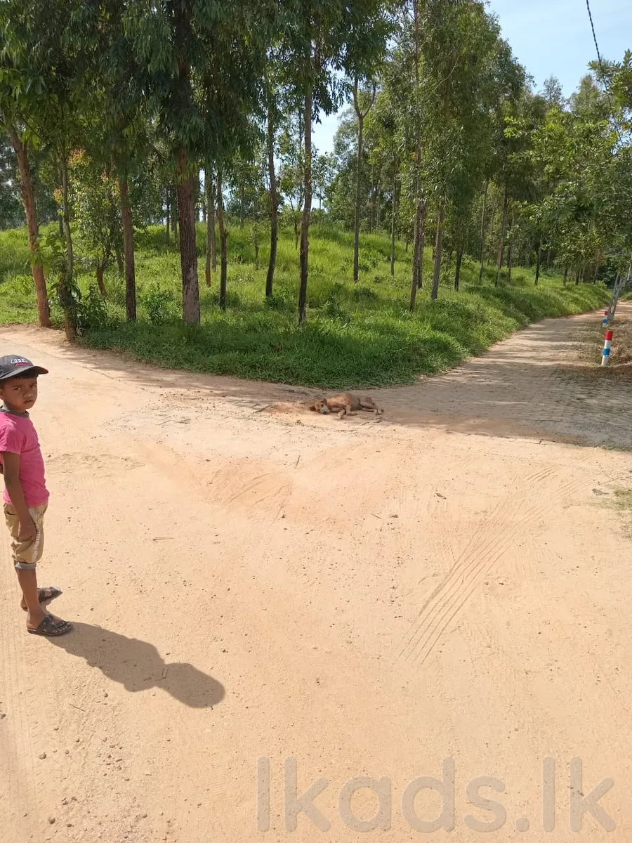 Land for Sale in Welimada | Haputhale Road