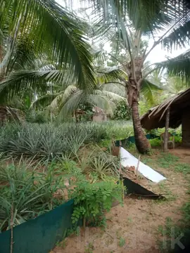Land for Sale in Alawwa
