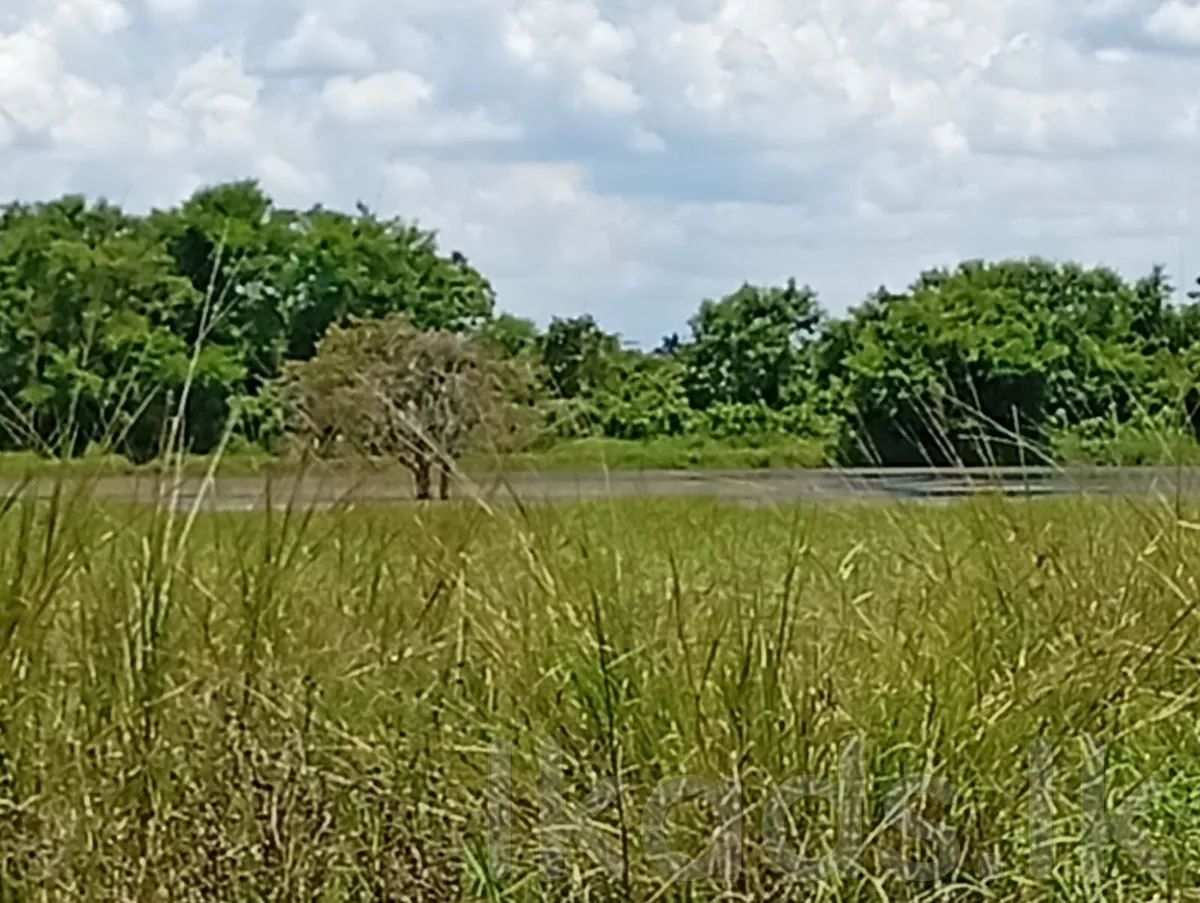 Land for Sale in Anuradhapura | Facing the Lake - 240 Perches