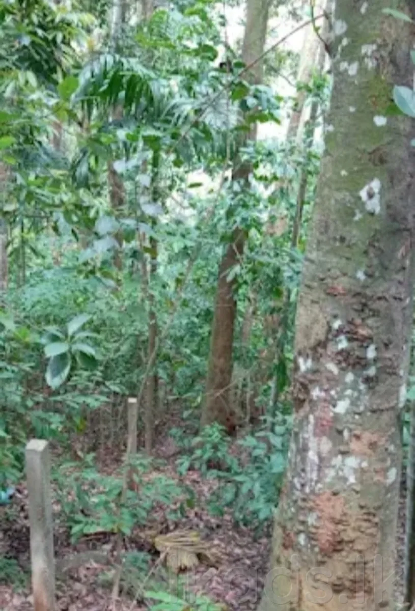 පේරාදෙණියේ ඉඩමක් විකිනීමට ඇත photo 5