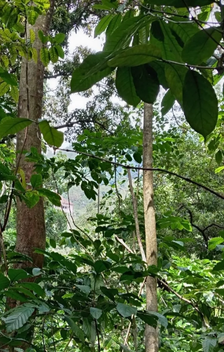 පේරාදෙණියේ ඉඩමක් විකිනීමට ඇත photo 4