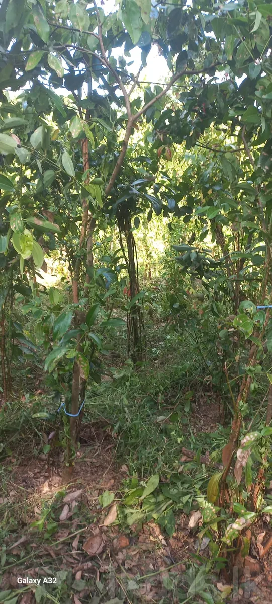 Near Welipanna – Land with New House for Sale photo 3
