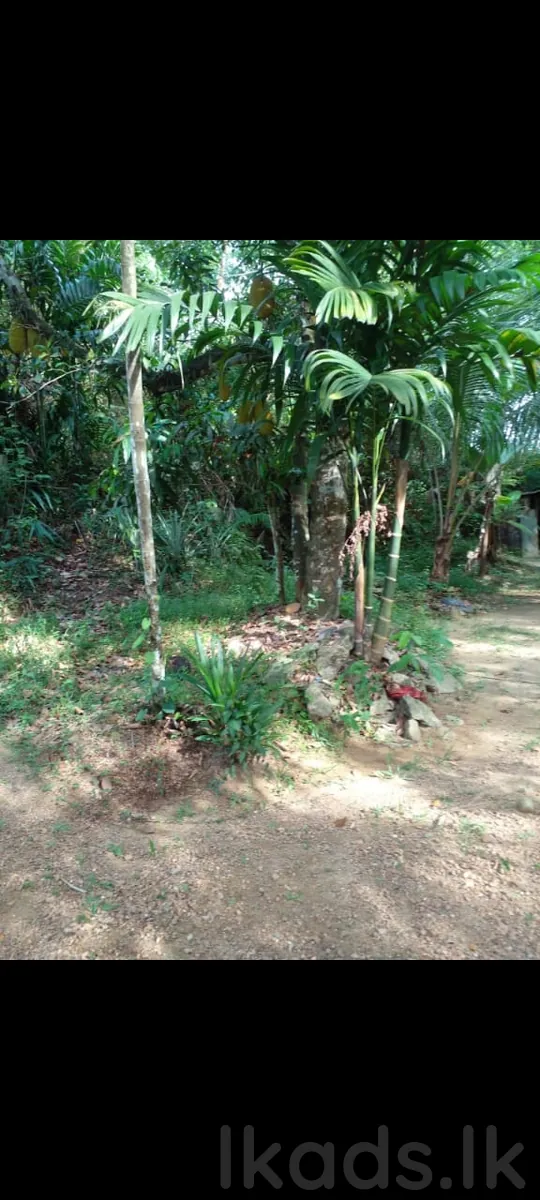 හොරණ - පොරුවදන්ඩ – කුඩා නිවසක් සමග ඉඩමක් විකිණීමට – පර්චස් 40 photo 4