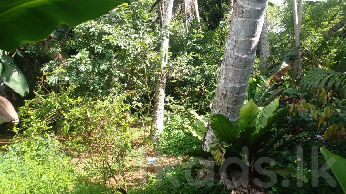 Polgasowita – 25 Perches House for Sale photo 5