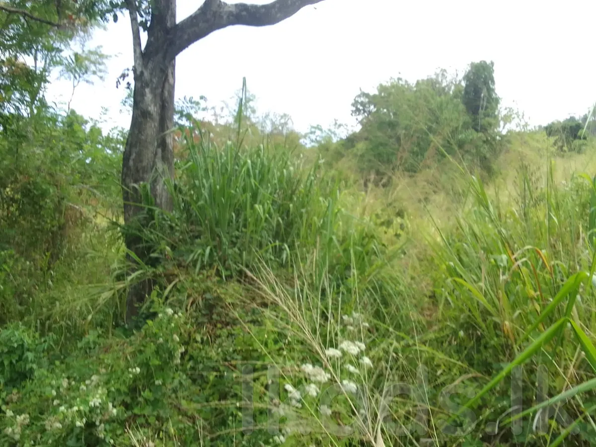 දියලුම ඇල්ලට ආසන්නව අක්කර 24 ඉඩමක් විකිණීමට photo 3