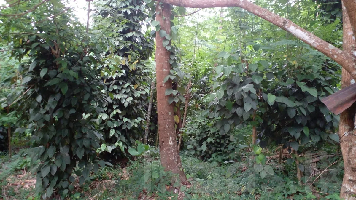 නිවස  හා ඉඩම ඉක්මනින් විකිනීමට photo 9