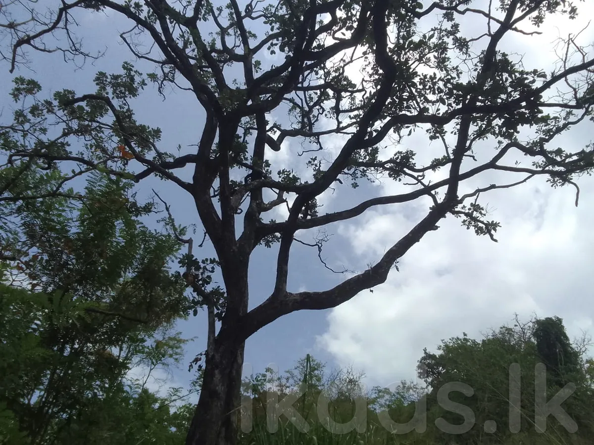 දියලුම ඇල්ලට ආසන්නව අක්කර 24 ඉඩමක් විකිණීමට photo 9