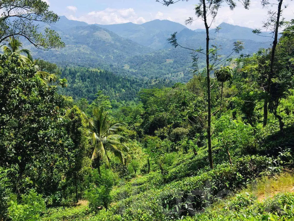 මහනුවර – වත්තේගම – පර්32ක ඉඩමක් විකිණීමට – පර් රු. 50,000 photo 4