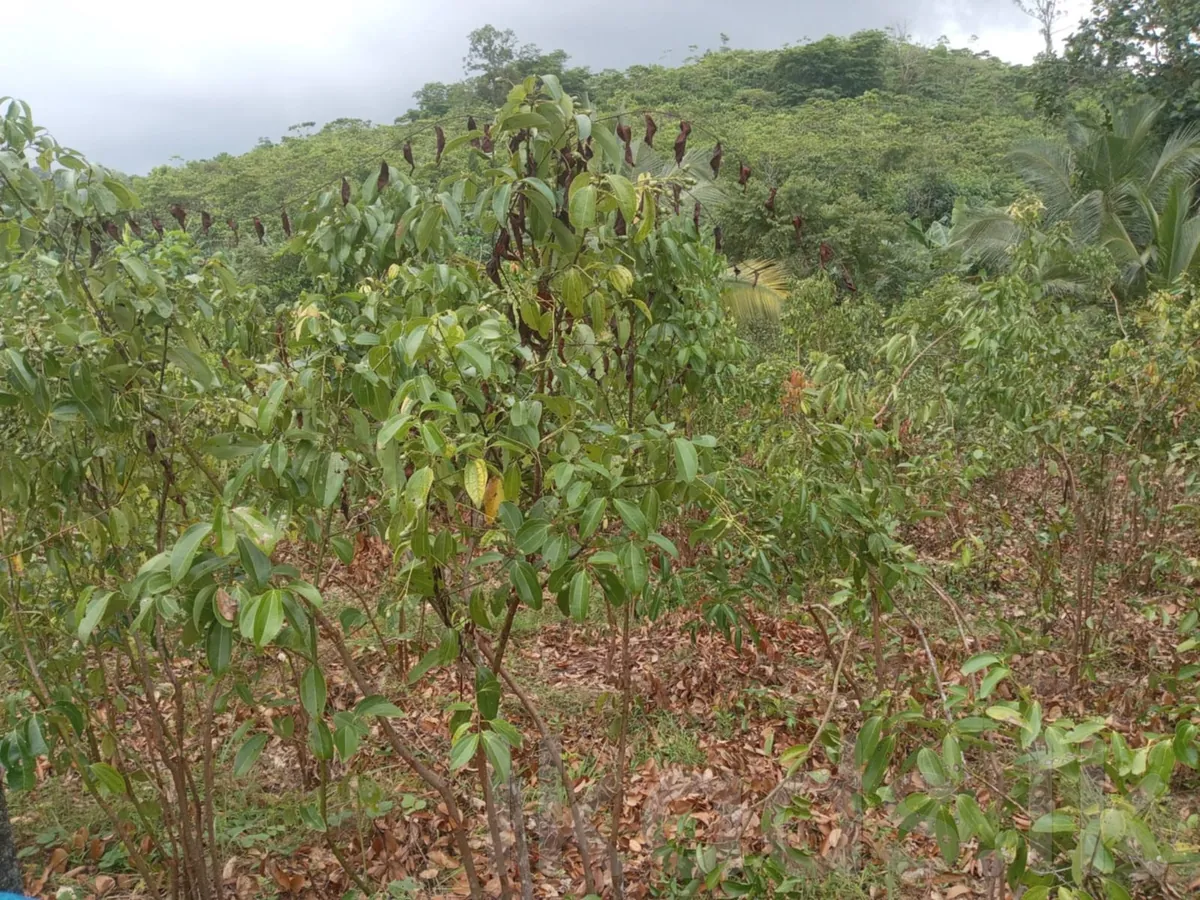 Near Welipanna – Land with New House for Sale photo 4