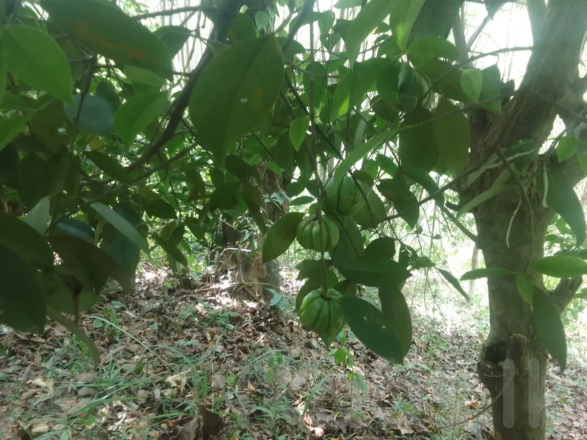 දියලුම ඇල්ලට ආසන්නව අක්කර 24 ඉඩමක් විකිණීමට photo 5