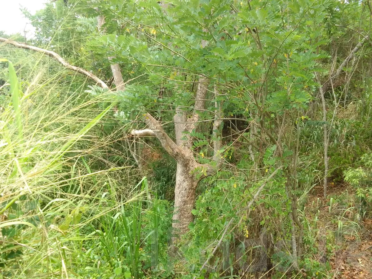 දියලුම ඇල්ලට ආසන්නව අක්කර 24 ඉඩමක් විකිණීමට photo 6
