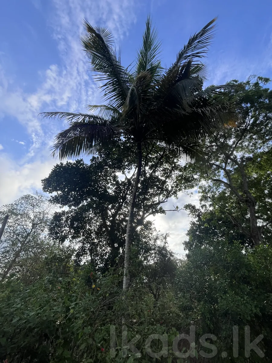 🏡 දෙසියගමින් සුපිරි අවස්ථාවක්! 🌴  (Ai Photos )  මහව නගරයටත්, මහව රෝහලටත් පහසුවෙන් ළඟා විය හැකි ස්ථානයක පිහිටි පචස් 40ක සින්නක්කර ඉඩමක් සමඟ නිවසක්. 💚  📜 සින්නක්කර ඔප්පු සහිතයි 💧 ජලය | ⚡ විදුලිය 🛣️ ප්‍රධාන පාරට මීටර් 50යි 🏥 මහව රෝහලට කි.මී. 1.5යි 🏙️ මහව ටවු photo 3