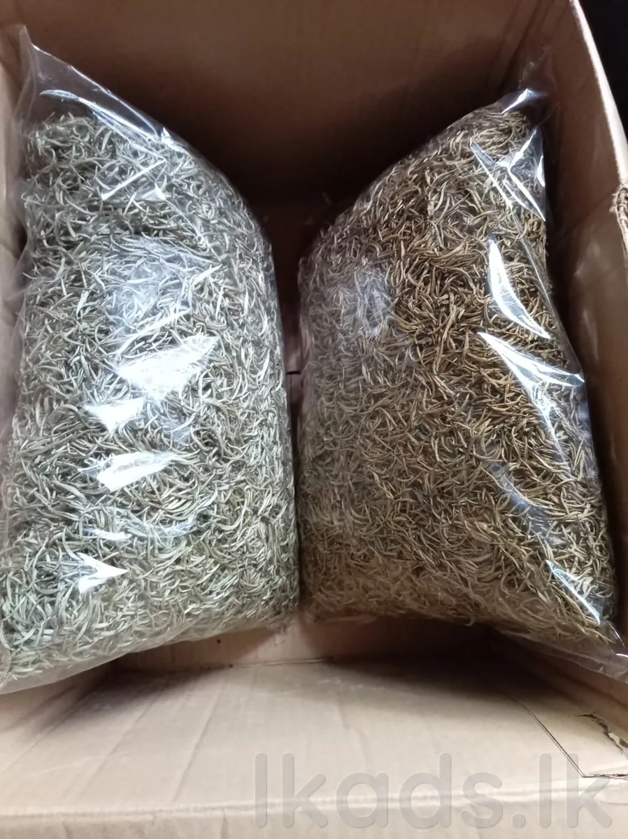 PHP Tea – Premium Ceylon Tea – Golden Tips & Silver Tips photo 2