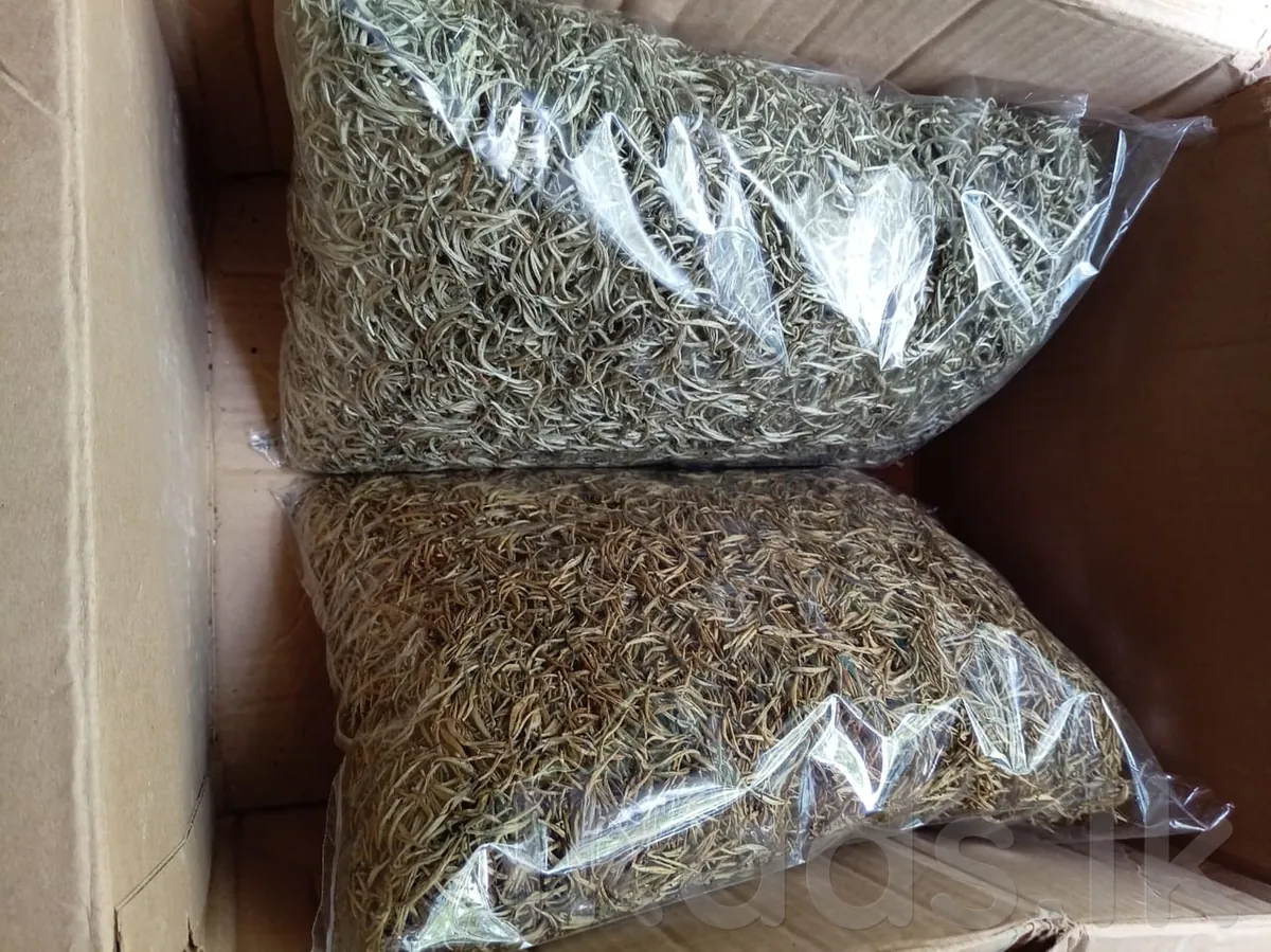 PHP Tea – Premium Ceylon Tea – Golden Tips & Silver Tips photo 3