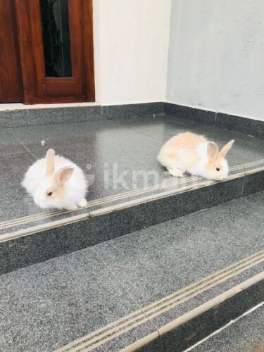 Rabbit (Bunny) for free